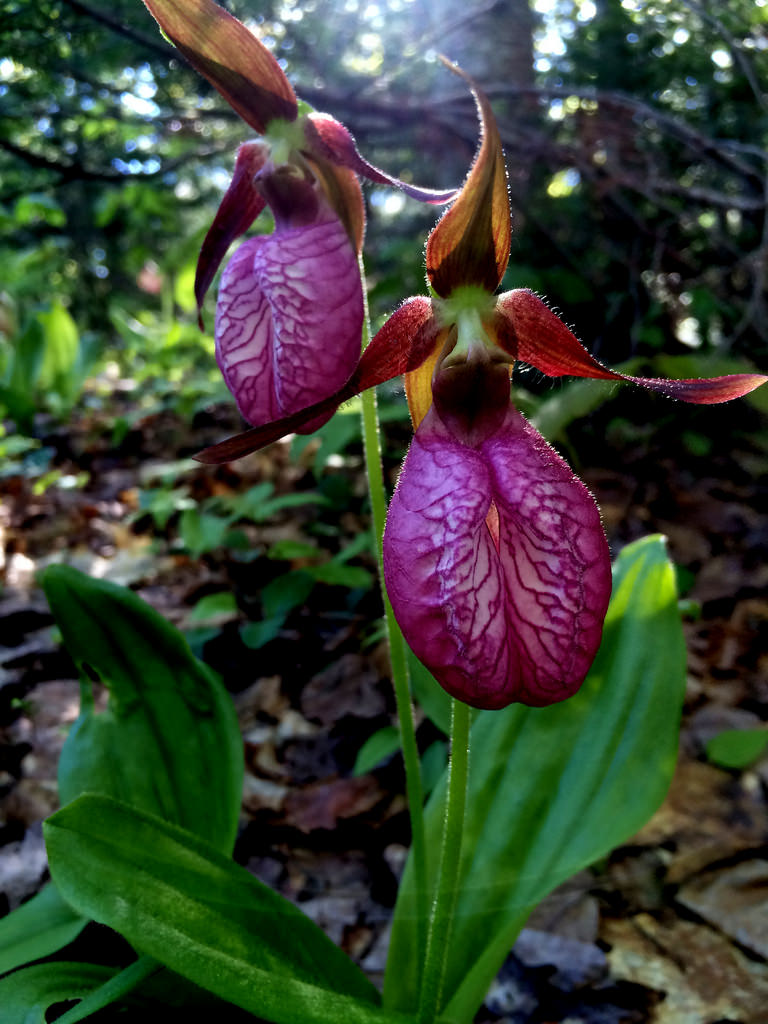 images of lady slippers